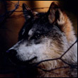 inawitet's Avatar
