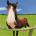 yxuxuji's Avatar